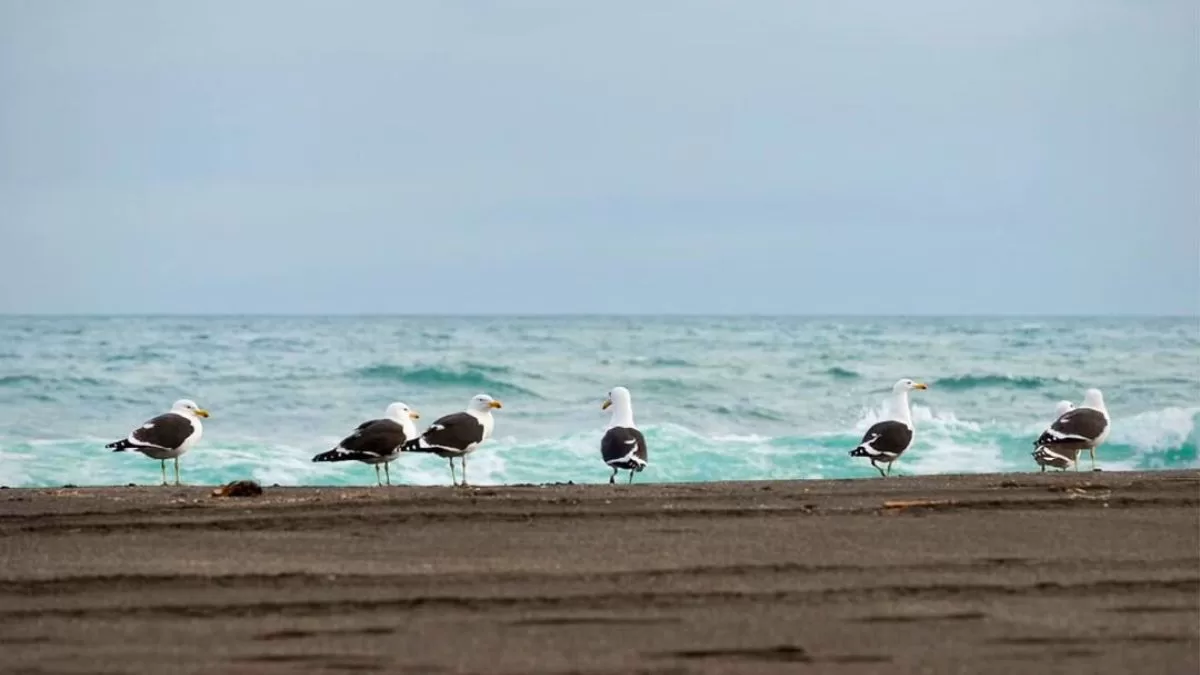 Playa De Buchupureo (1)