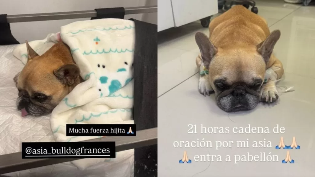 Adriana Barrientos Perrita 1