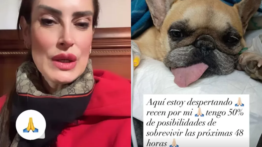 Adriana Barrientos Perrita 2