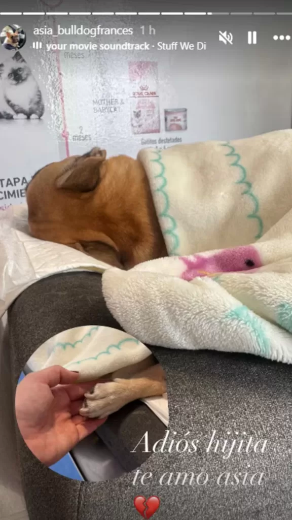 Adriana Barrientos Perrita Asia