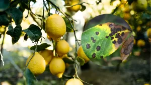 Manchas negras en las hojas del limonero: el problema silencioso que puede afectar la cosecha