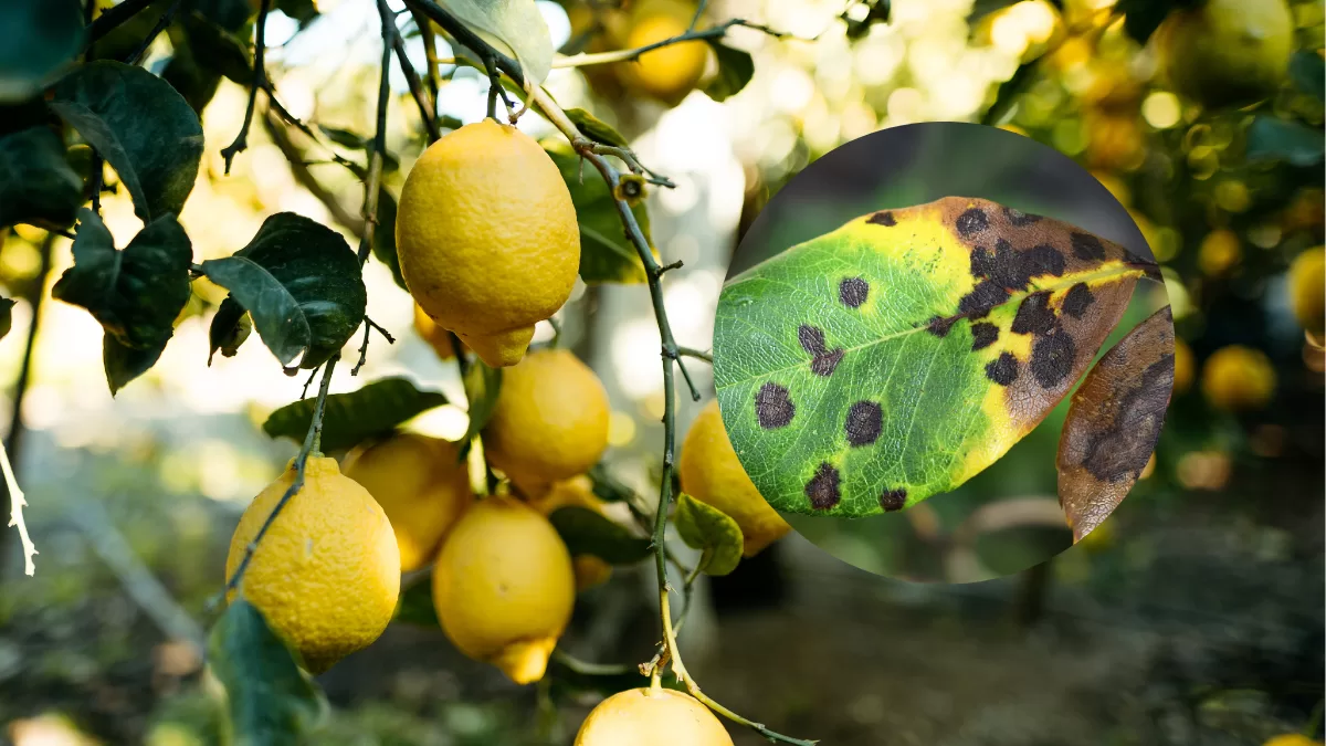 Manchas negras en las hojas del limonero: el problema silencioso que puede afectar la cosecha