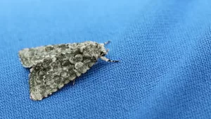 Adiós a la naftalina: Estas son las hierbas que recomiendan los expertos para espantar a las polillas de la ropa