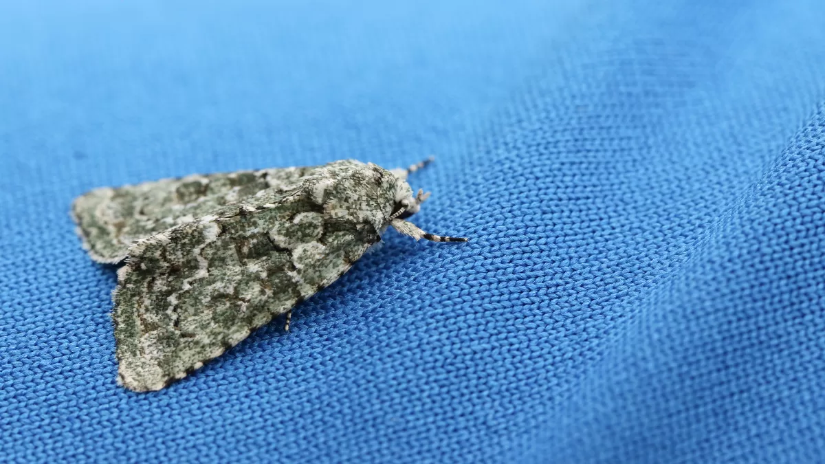 Adiós a la naftalina: Estas son las hierbas que recomiendan los expertos para espantar a las polillas de la ropa