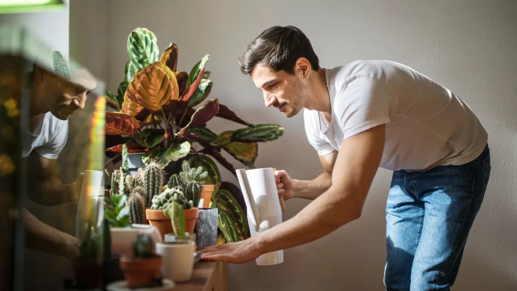 Plantas Para Casas Oscuras