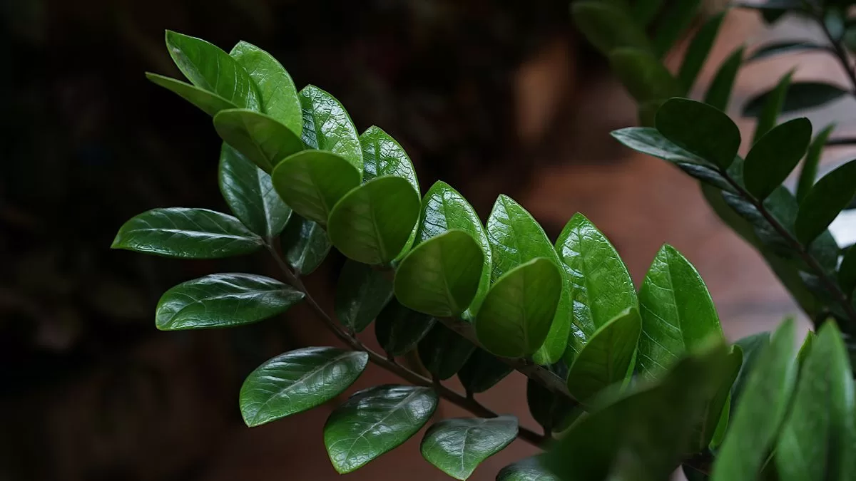 Plantas Para Casas Oscuras (2)