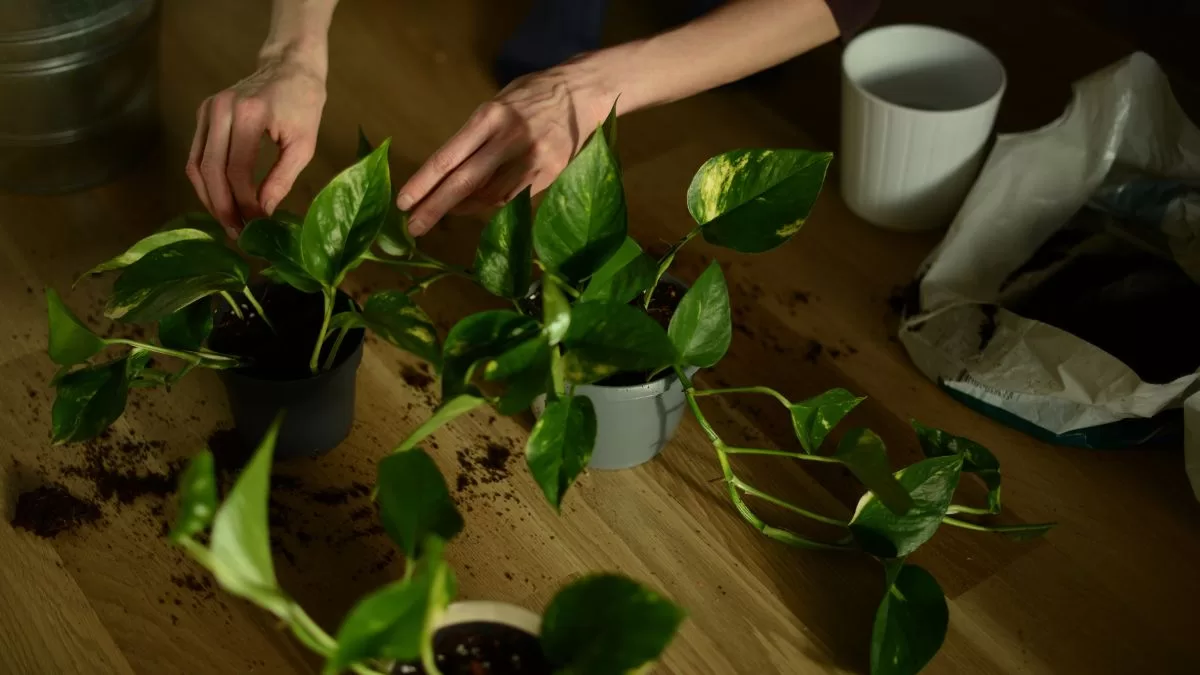 Plantas Para Casas Oscuras (3)