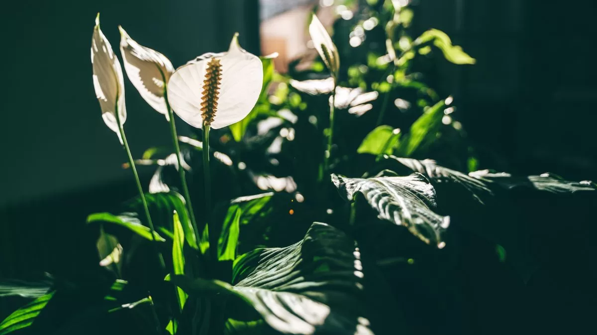 Plantas Para Casas Oscuras (4)