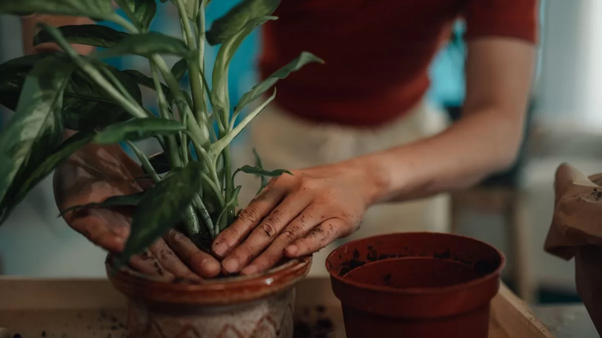 Plantas Para Casas Oscuras (5)