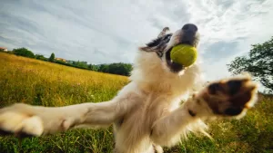 GuauFest vuelve con todo: el parque de diversiones para perros reprograma su fecha y anuncia eventos en regiones