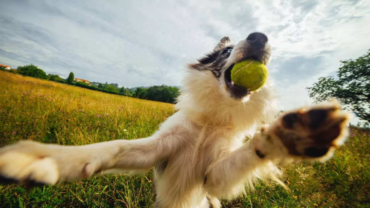 GuauFest vuelve con todo: el parque de diversiones para perros reprograma su fecha y anuncia eventos en regiones