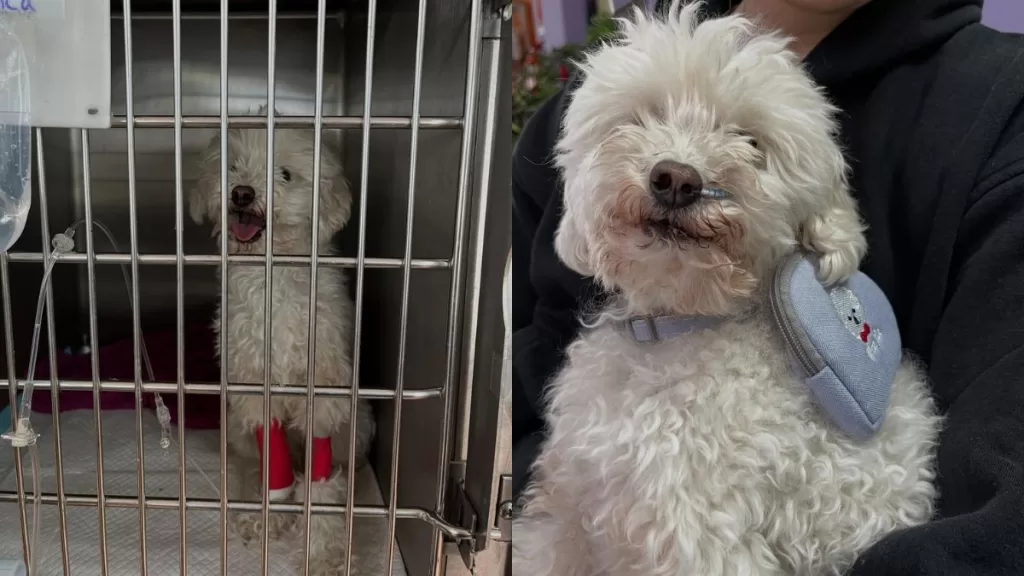 Perrita Viral Blanca 1