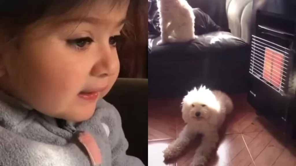 Perrita Viral Blanca