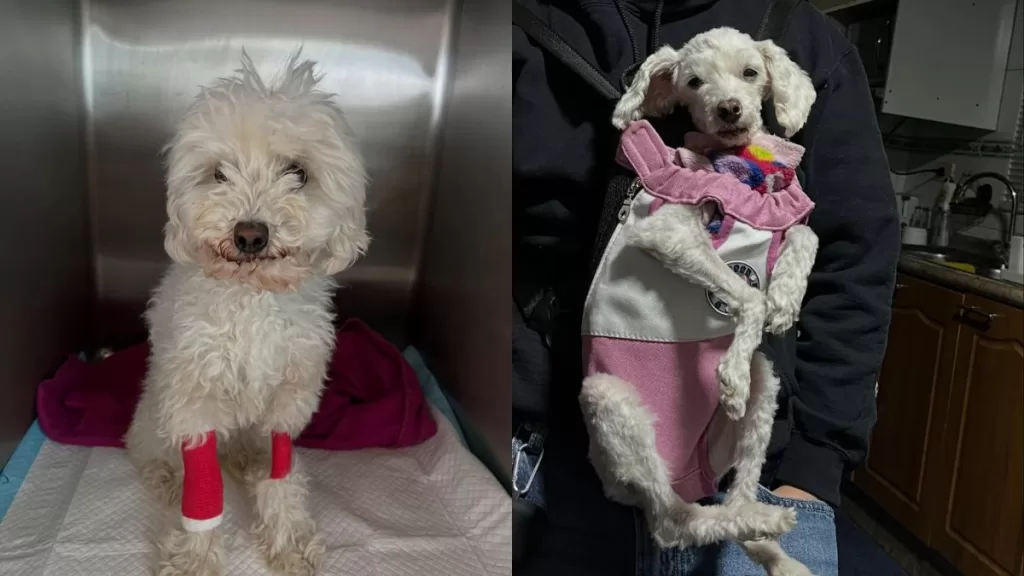 Perrita Viral Blanca 2