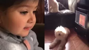 Perrita detrás del viral "Sácala de la estufa" enfrenta delicado problema de salud: su dueña pidió ayuda para su recuperación