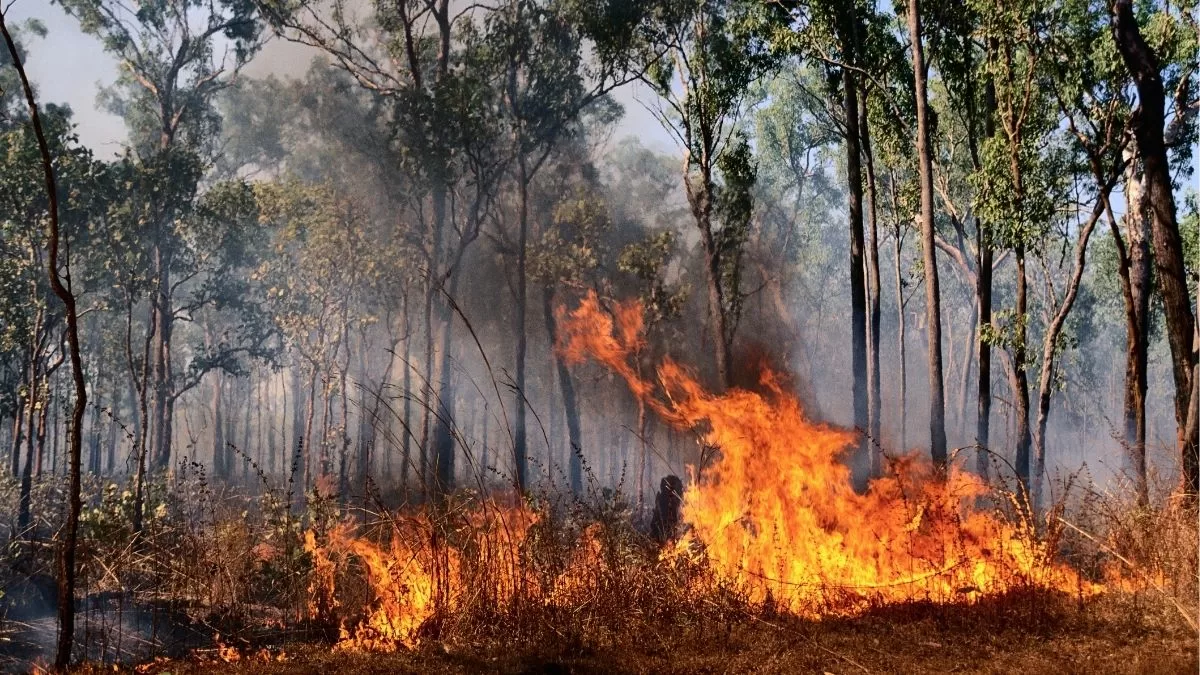 FMDOS se suma como punto de acopio para los incendios del sur de Chile: dónde y cómo ayudar