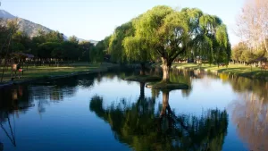 Manantiales De Panquehue