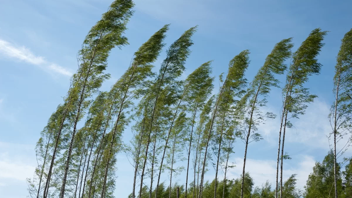 ¿Qué es el viento puelche?: Por qué mantiene las alertas ante el combate de los incendios en las regiones de Ñuble y Biobio