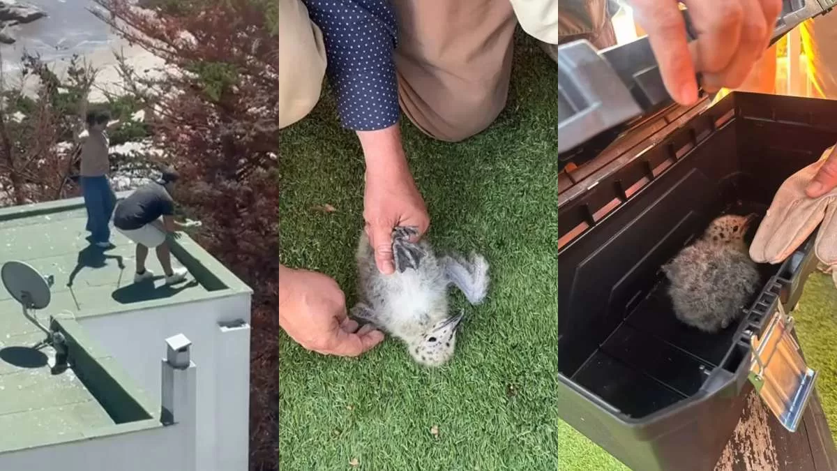 Revelan el estado de los polluelos de gaviota que fueron lanzados al vacío: sujetos fueron identificados