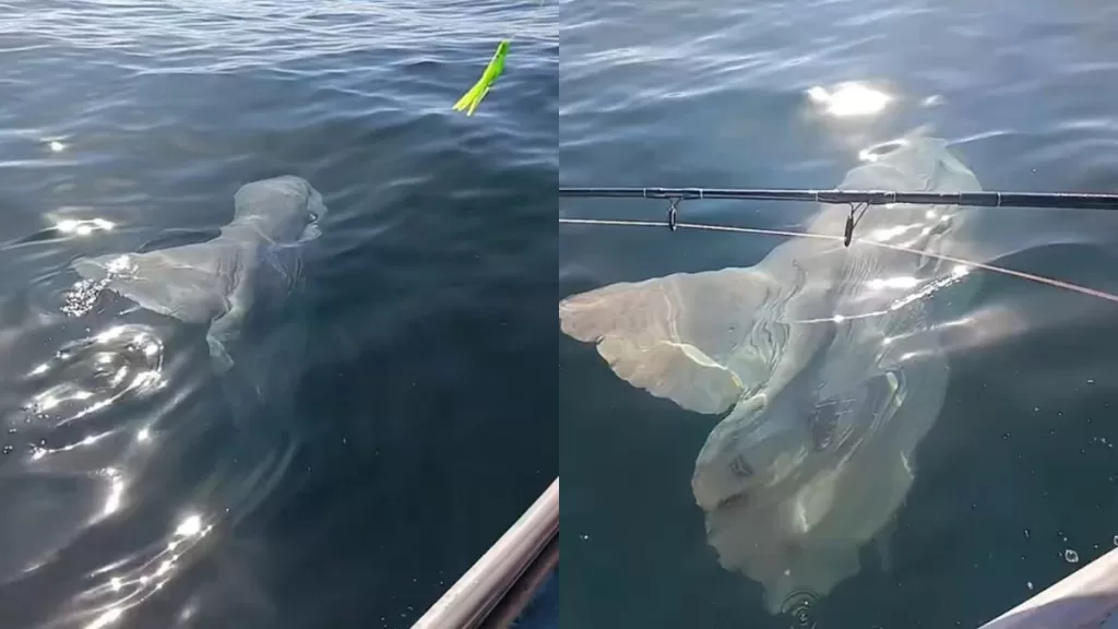 Pez Luna San Antonio