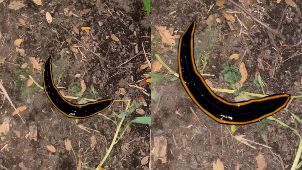 Graban impactante hallazgo de exótico animal en el Parque Nacional Conguillío en Chile: "¡Qué es eso!"