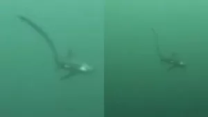 Graban impactante avistamiento de extraño animal en playa de Coquimbo: "Mide más de 5 metros de largo"