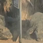 Gigantesco reptil fue avistado en popular playa de Iquique: "¿Qué hace en Chile?"