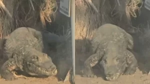 Gigantesco reptil fue avistado en popular playa de Iquique: "¿Qué hace en Chile?"