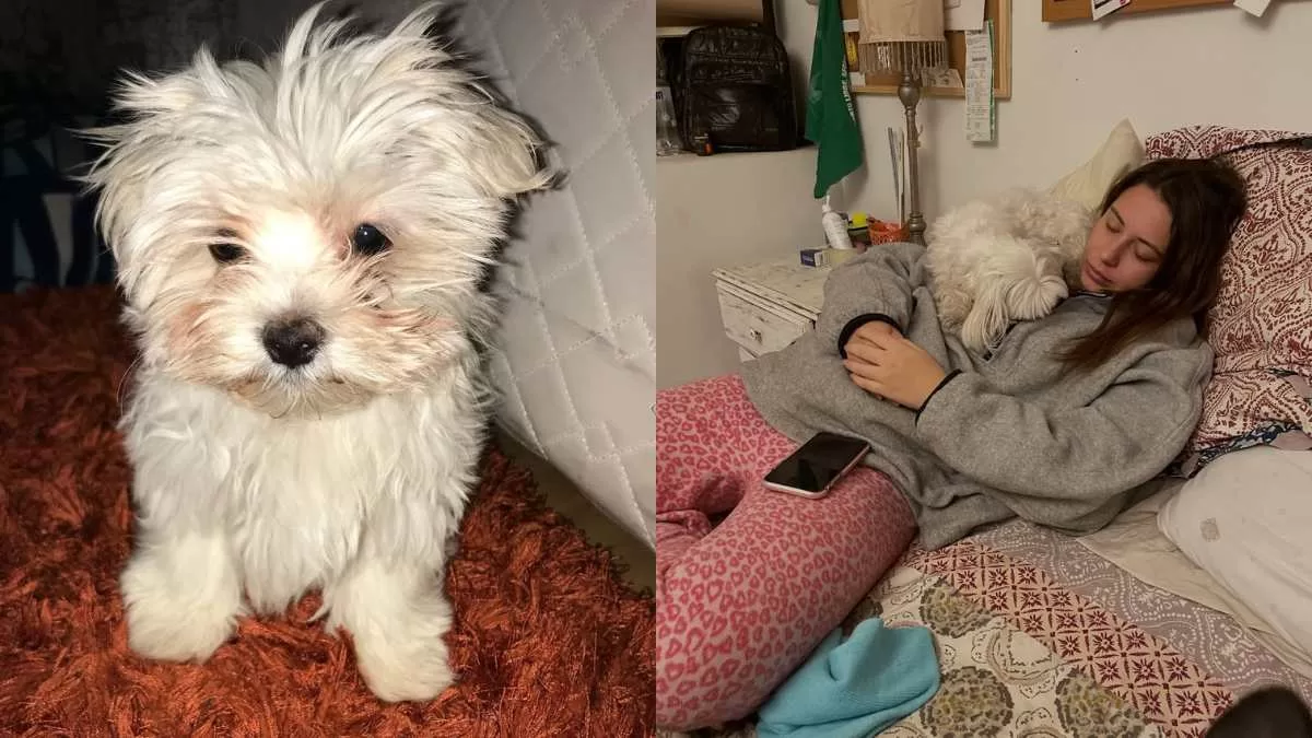 Mascota Macarena Tondreau (2)