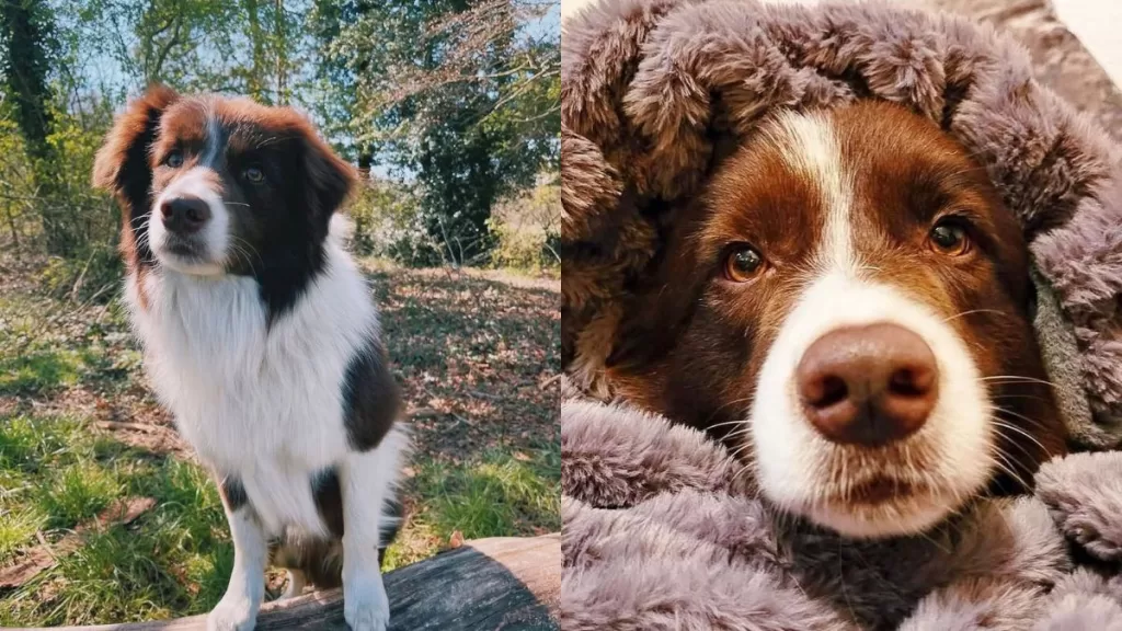 Perrita Heartstopper