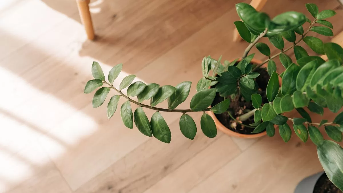 Plantas De Interior (1)