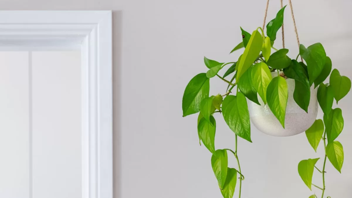 Plantas De Interior (2)