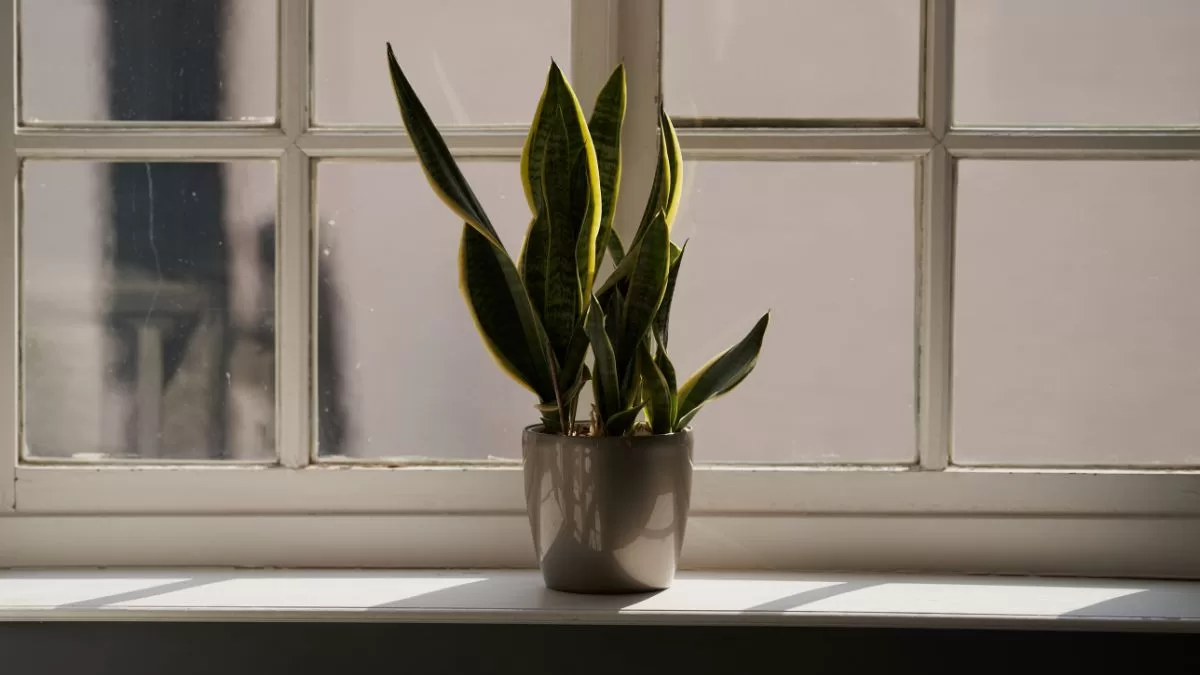 Plantas De Interior (3)