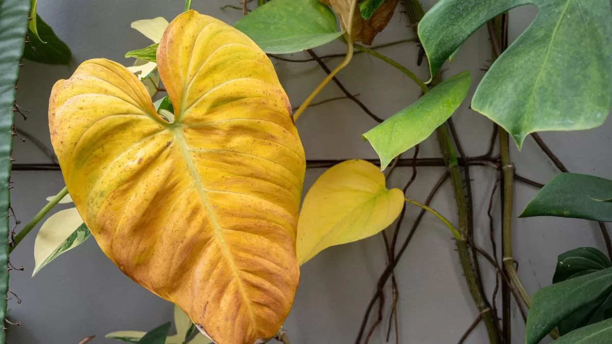 Plantas En Invierno (1)