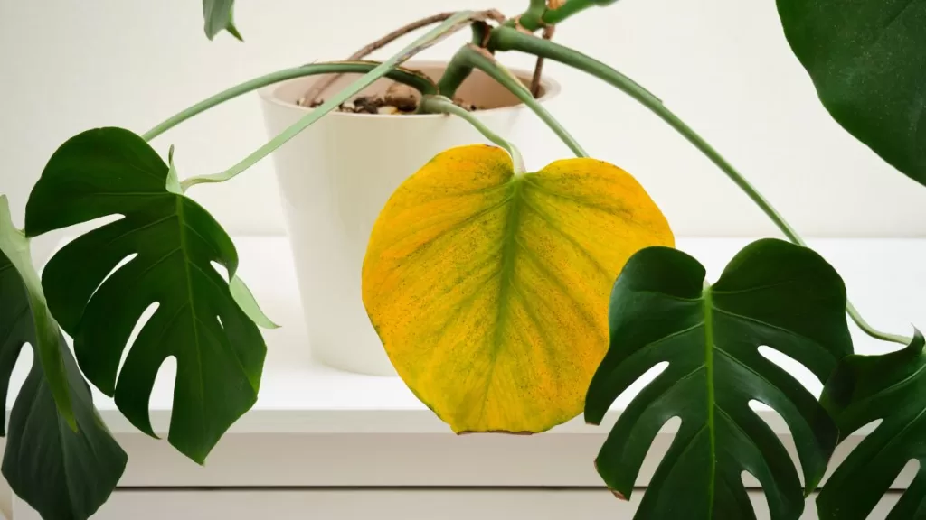 Plantas En Invierno