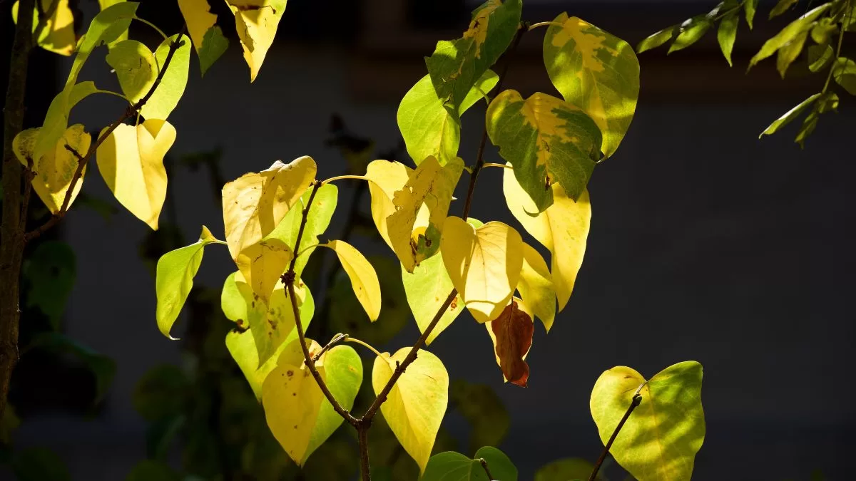 Plantas En Invierno (2)