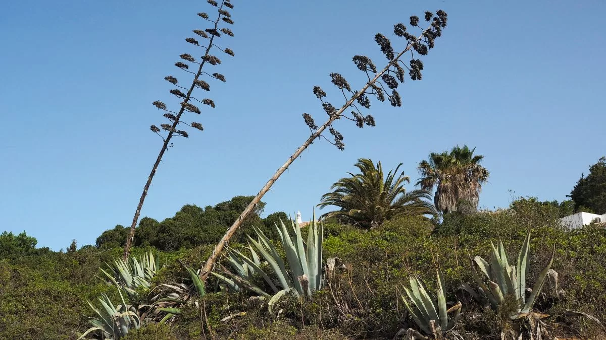 Agave (1)