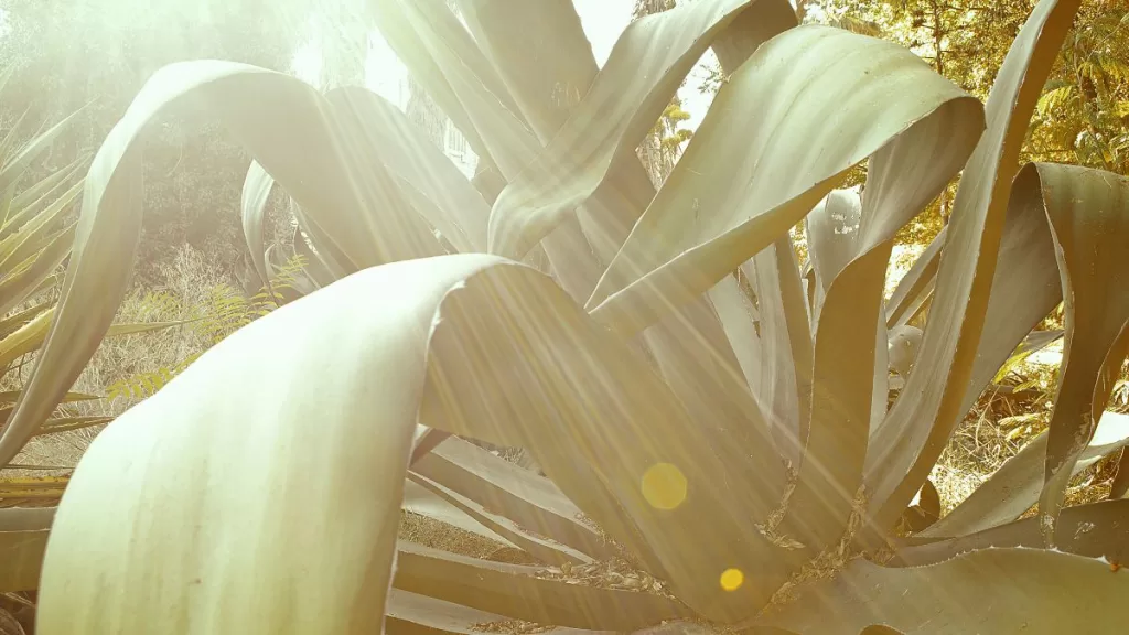 Agave