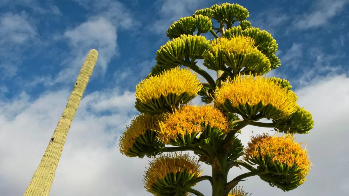 Agave (3)