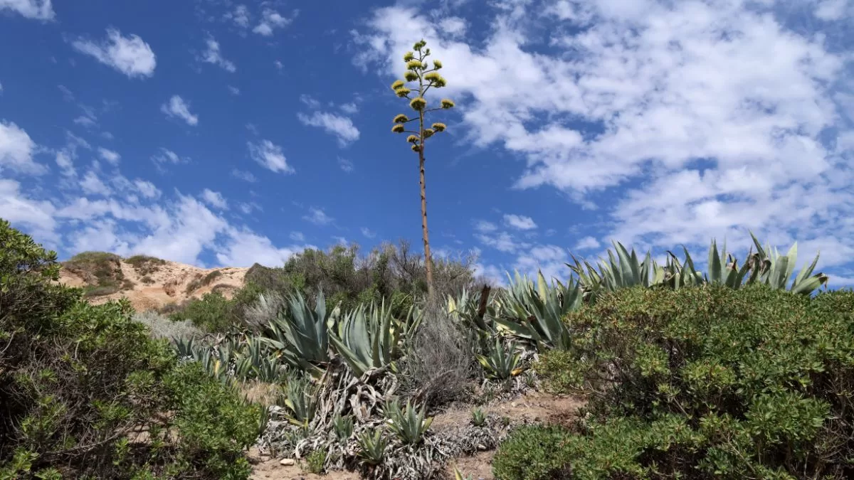 Agave (4)