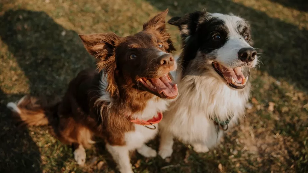 Perros 2