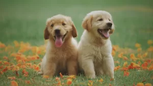 ¿Tu perro necesita terapia? Experto revela las señales de alerta más comunes en las mascotas