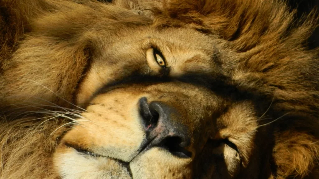 Leo 2