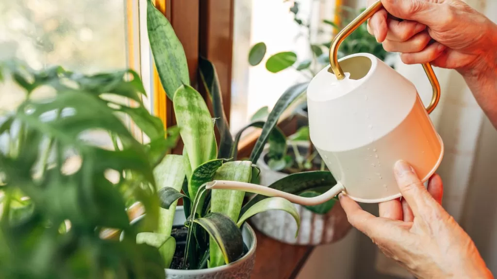 Plantas De Interior (5)