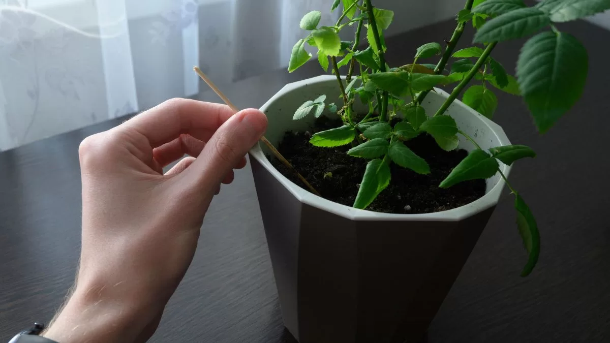 Plantas De Interior (6)