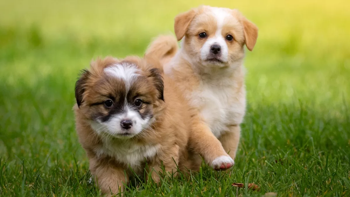 Expo Patitas 2026: el panorama gratuito que reunirá a familias y amantes de los animales en La Florida