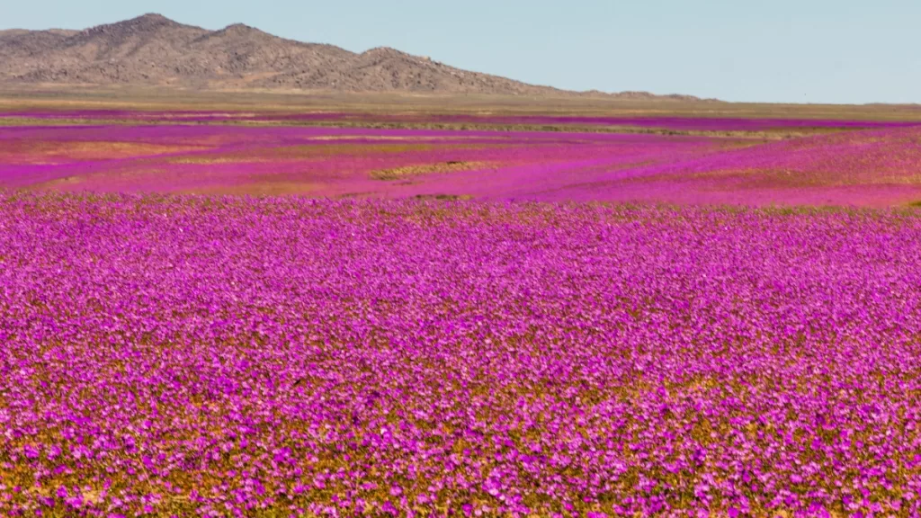 Desierto Florido 2