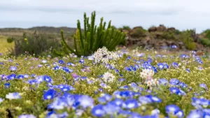 Desierto Florido en Chile 2026: desde cuándo verlo, qué zonas visitar y precauciones a tomar