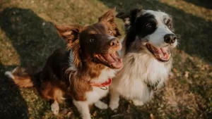 Estos son los alimentos prohibidos para las mascotas en Fiestas Patrias