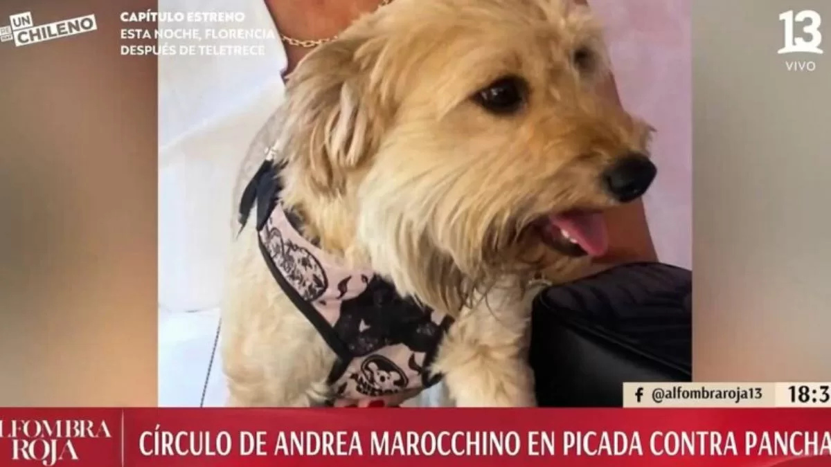 Perrita Pancha Merino